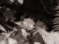 Rhododendron Blüte  Pentax 67II, SMC Takumar 2.8/150, Bergger Pancro400@200  - 24.05.2022 -