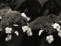 Blüten der Samthortensie  Pentax LX, SMC 1.4/50, Bergger Pancro 400  - 28.07.2023 -