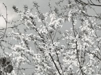 Kirschblüten  Pentax 67II, SMC Takumar 2.8/150,  Rollei RPX 100  - 23.04.2023 -