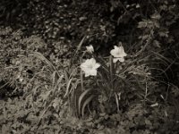 Die letzten Blüten der Taglilie  Pentax 645 N, SMC FA 2.8/75, Gelbfilter, Fuji Acros II 100@64 - 12.07.2023 -
