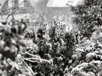 Schnee auf der Gartenhecke  PENTAX K-3 Mark III Monochrome , HD Pentax-D FA * 1.4/50 SDM AW  -15.01.2024