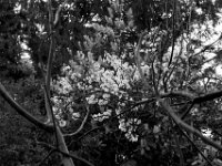 Blüten am Pflaumenbaum  PENTAX K-3 Mark III Monochrome, HD PENTAX - DA* 2.8/16-50 ED PLM AW  - 29.03.2024 -