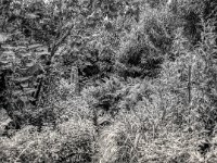 Gartenweg  Fuji GS645S Professional wide60, Kodak TRI-X 400   - 07.06.2024 -