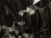 Gelbe Schwertlilie am Teich  PENTAX K-3 Mark III Monochrome, HD PENTAX - D FA* 1.4/50 SDM AW  - 20.05.2025 -
