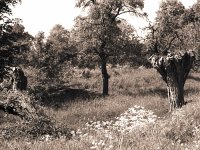 Kopfweiden und Obstbäume  Yashica FR1; 2.8/135; Agfa APX 100/160 - 8.Mai 2008 -