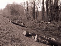 Abholzung hinterm Rheindeich  Contax Aria, Planar 1.4/50, Ilford FP4plus@80