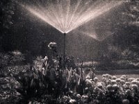 Morgenwässerung Botanischer Garten Kaiserberg  Chinon CP7m, 2.8/35-70, Kodak TMZ 400