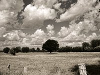 Trockene Weiden und treibende Wolken  Pentax K-1, smc PENTAX-FA 31mm F1.8 AL Limited  - 10.08.2018 - : Bäume, Landschaft, Weide, Wolken