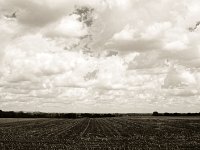 Heller Wolkenhimmel überm Feld  Pentax K-1, smc PENTAX-FA 31mm F1.8 AL Limited  - 10.08.2018 - : Bäume, Felder, Landschaft, Weide, Wolken