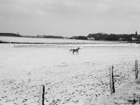 Apfelschimmel im Schnee  Pentax 6x7; 2.4/105; Maco PO 100c
