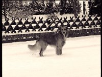 Hund im Schnee  Pentax 6x7, 2.4/105