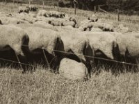 Schafe auf dem Deich  Pentax K-1, smc PENTAX-FA 77mm F1.8 Limited  - 12.08.2018 - : Landwirtschaft, Rheindeich, Schafe