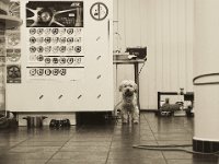 Kleiner "ATS Hund" im Büro  Pentax K-1, HD Pentax - DFA 2.8/ 24-70 ED SDM WR   - 29.10.2018 -