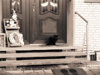 Katze vor der Tür  Pentax MZ-S, SMC FA  1.8/77 Limited, Adox CHS100@200 - 27.12.2016 -