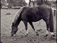 Kleines Pferd mit heller Mähne  Pferd auf einer Weide am Mossweg, Menzelen - Ost, Niederrhein