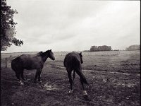 Pferde im Regen, Darß - Fischland  Pentax 6x7, 4.0/45, APX 400