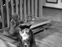 Grey  Pentax K-1, SMC PENTAX-FA 1.9/43 Limited  - 03.03.2025 -