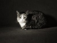 Früher Morgen  Pentax Super A, SMC 2.8/24, KODAK TRI-X 400  - 16.12.2024 -