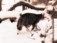 Katze Grey im Schnee  Pentax 645N, 2.8/150, Ilford HP5+@400