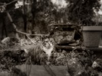Katzen im Garten VII