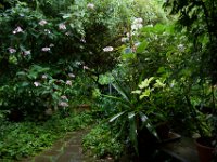Garten im Regen  Pentax K-1, SMC FA  1.8/31 AL Limited  -15.07.2021 -