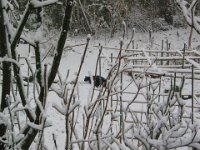 IMG 9456  Sternchen im Schnee