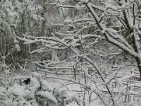 IMG 9463  Schwarze Katze im Schneeland