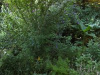 Garten Erlenstraße 21. Juli 2016 : Essigbaum, Fahrradgarage, Farn, Feige, Garten Erlenstraße, Gartenschlauch, Gartenweg, Gladiole, Goldfelberich, Phlox, Schwertlilien, Seifenblume