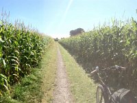 Weg zwischen Maisfeldern 31.August 2016 : Fahrrad, Landschaft, Mais, Maisfeld, Panorama, Weg