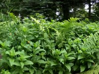 Farn, Schwertlilien und mehr am Gartenweg  24.05.2017 : Farn, Garten Erlenstraße, Gartenweg, Schwertlilien, Teichsteg