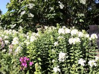 Sommer im Garten  21.07.2017 : Blüten, Farn, Garten Erlenstraße, Gartenweg, Phlox, Seifenblume
