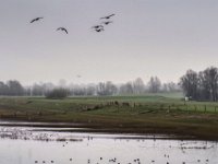 Wildgänse, Enten und Möwen  Pentax K-1, HD PENTAX - D FA* 1.4/50 SDM AW  - 06.03.2024 -