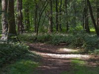 Waldweg zur "Muna" in der Hees  Pentax K-1, SMC Pentax FA 1.8/77 Limited  - 06.09.2021 -