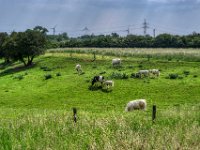 Weiden am Rheindeich