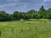 Allein auf der Weide