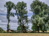 Sturmschäden  Pentax K-1, HD Pentax D -FA  2.8/ 24-70 ED SDM WR  - 08.07.2022 -