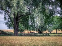 Gefallene Stämme und weidende Kühe  Pentax K-1, HD Pentax D -FA  2.8/ 24-70 ED SDM WR  - 08.07.2022 -