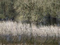 Wald im Wasser  Pentax K-1, HD PENTAX - D FA 2.8/24-70 ED SDM WR   - 08.03.2024 -