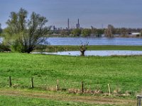 Rheinwiesen mit abgestorbener Weide  Pentax K-1, SMC Pentax-FA 1.8/77 Limited  - 11.04.2022 -