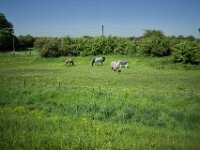 Pferdeweide hinterm Deich  Pentax K-1, SMC PENTAX-FA 1.8/31 Limited  - 12.05.2025 -