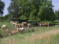 Kühe sind ein beruhigender Anblick