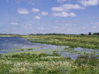 Wasserbüffel auf der Bislicher Insel