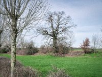 Alte Eiche : Weide, Baum, Landschaft