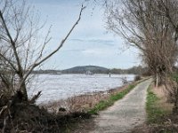 Entlang am Rhein : Rheinufer, Fluss, Hochwasser, Weg, Rhein, Bäume