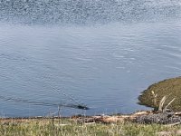 Anfang eines Konflikts zweier Nutria im Lippe Naturschutz