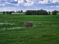 Holzhaufen in den Rheinwiesen