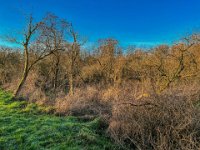 Strauchwerk im Lippemündung - Naturschutzgebiet  iPhone 13 Pro Max  - 27.12.2022 -