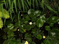 Gartenteich  iPhone 8 Plus  - 27.Juni 2020 - : Blüten, Garten Erlenstraße, Seerosen