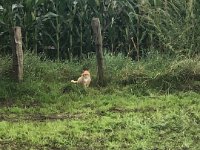 Roter Kater im Feld  iPhone 8 Plus  -  04.09.2021 -