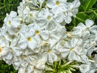 Phlox mit Regentropfen  iPhone 13 Pro Max  - 31.07.2022 -